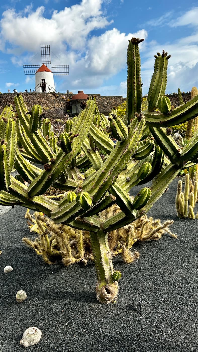 Myrtillocactus cochal